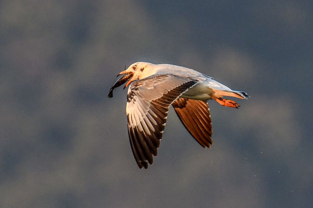 Photograph by Kosygin Leishangthem