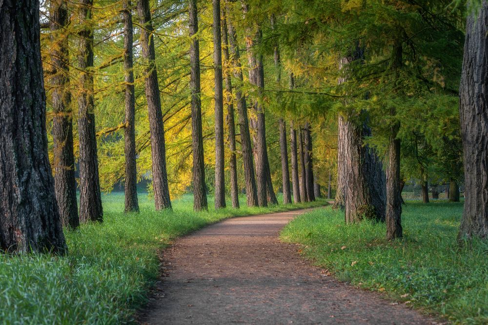 Фотография автора Alexander Pashenichev