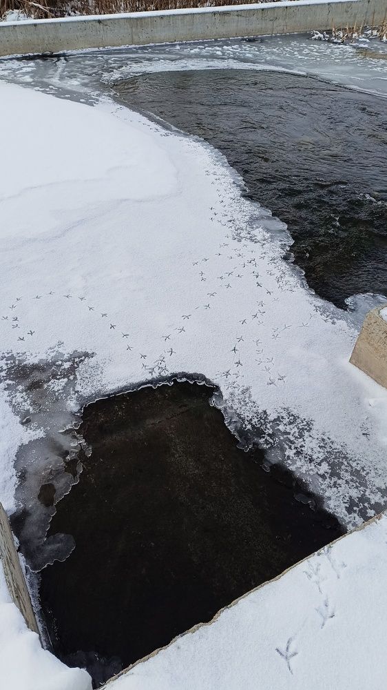 Фотография автора Светлана Анатольевна Чернышова