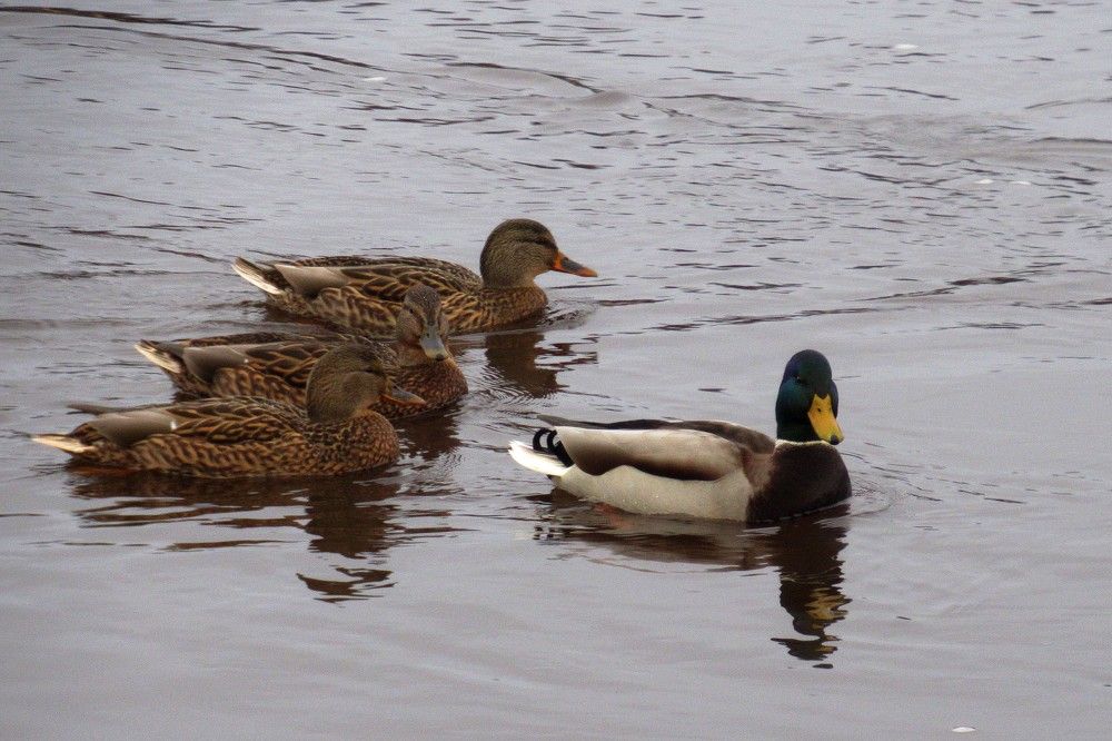 Photograph by Ольга Березовская