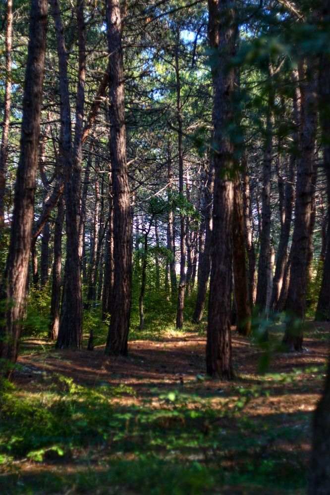 Photograph by Magic Helios