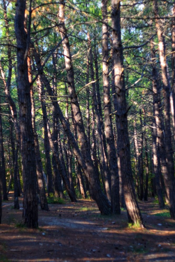 Photograph by Magic Helios