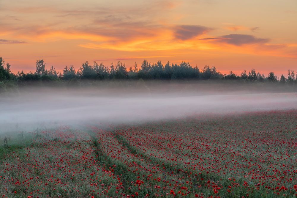 Photograph by Alexander Pashenichev