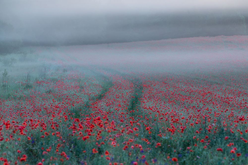 Photograph by Alexander Pashenichev