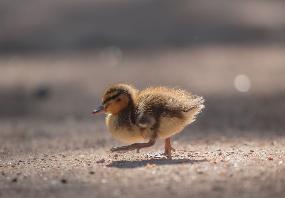 Photograph by Елена Хорохорина