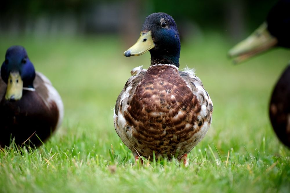 Photograph by Багурский Алексей