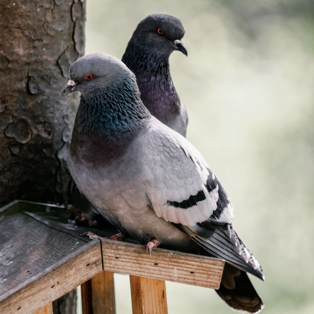 Photograph by Анатолий ИМХО