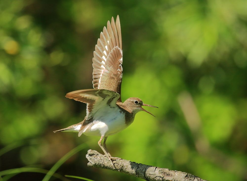 Кулик оказался разговорчивым собеседником...