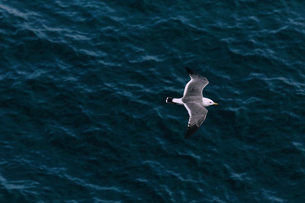 Photograph by Олег Мороз