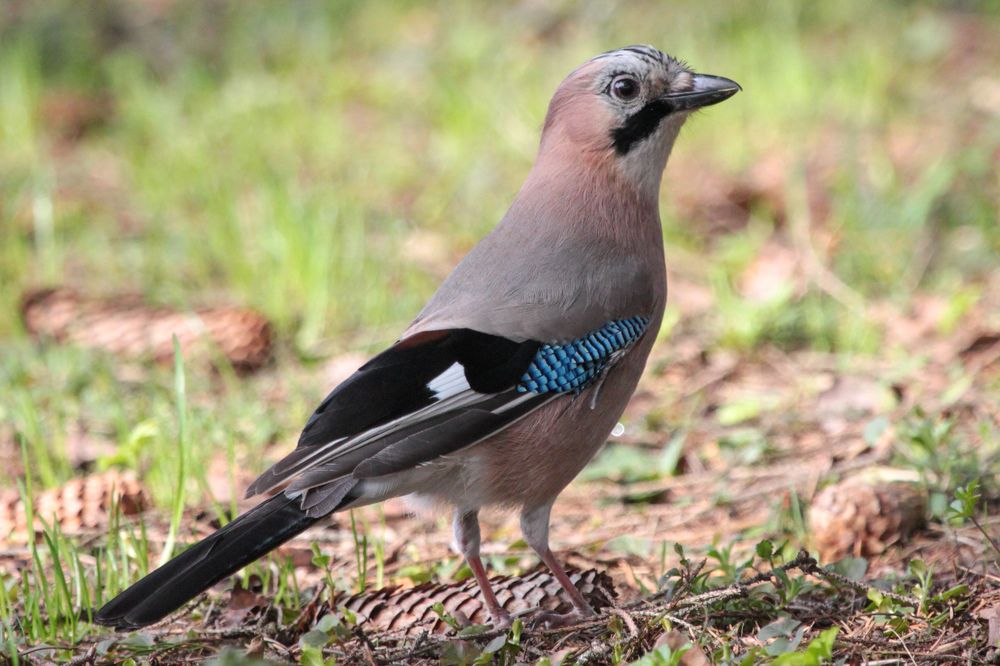 Фотография автора Elena Ku