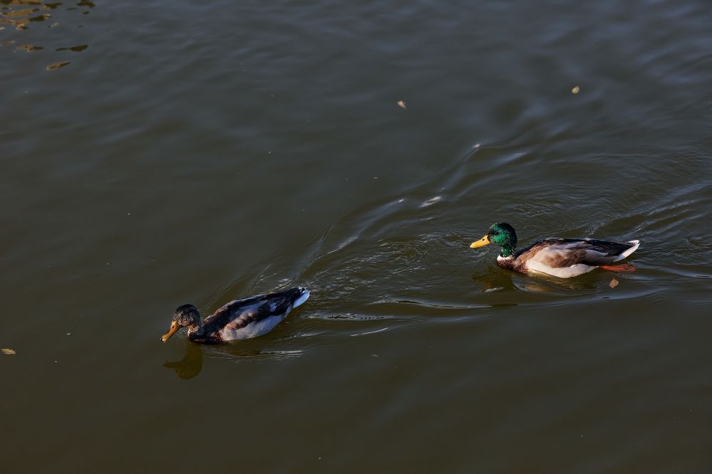 Photograph by Олег Мороз