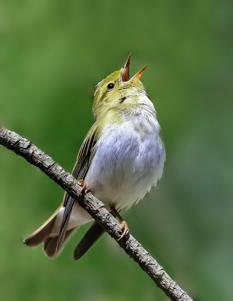 Photograph by Игорь Чеботарёв