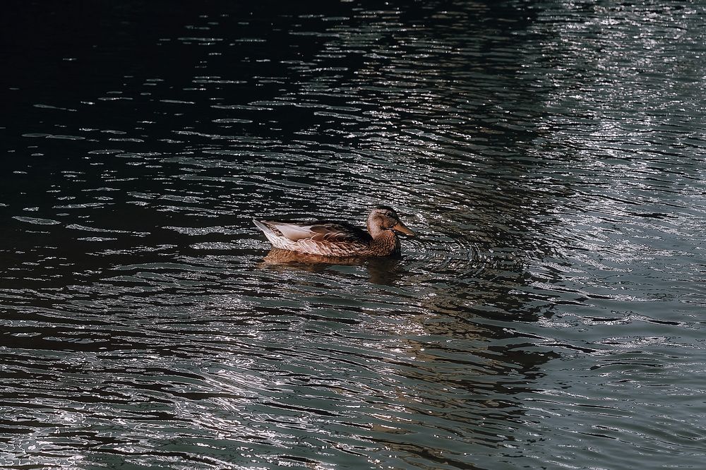 Photograph by Олег Мороз