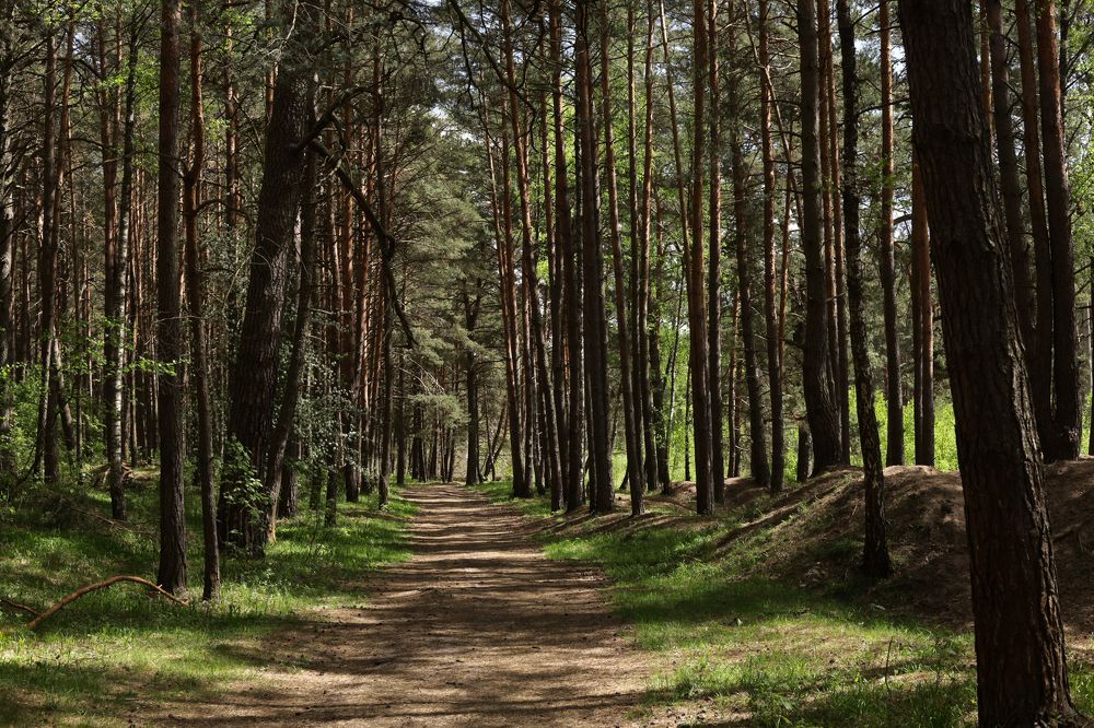 Сосновый бор