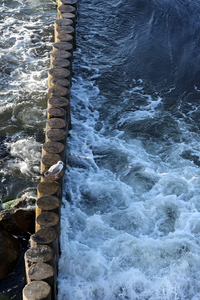 Фотография автора Ирина Муравьева