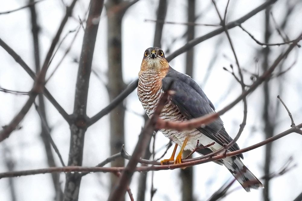 Высматривает жертву.