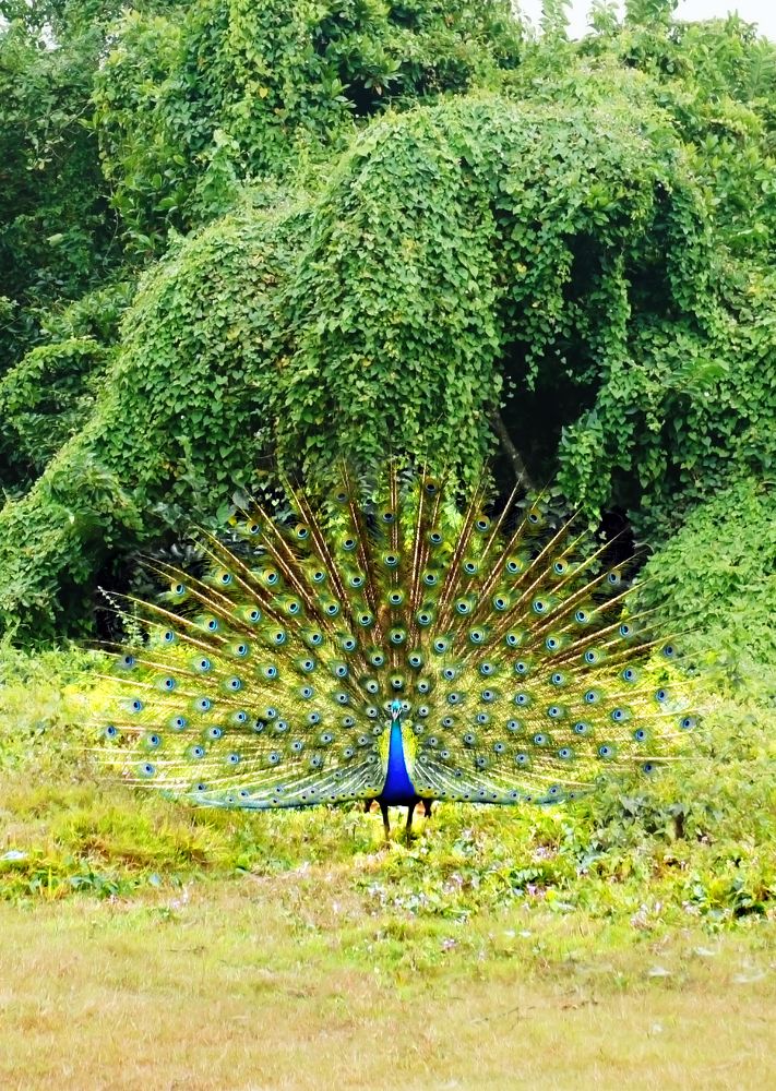 Photograph by Елена Гоосен