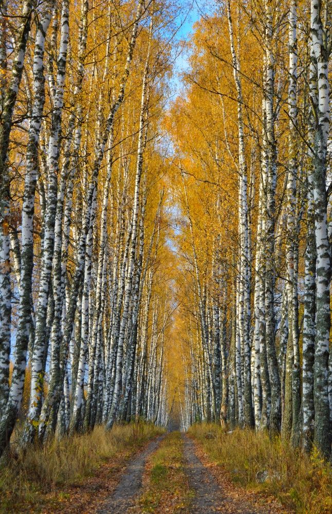 Photograph by Анна Богданова