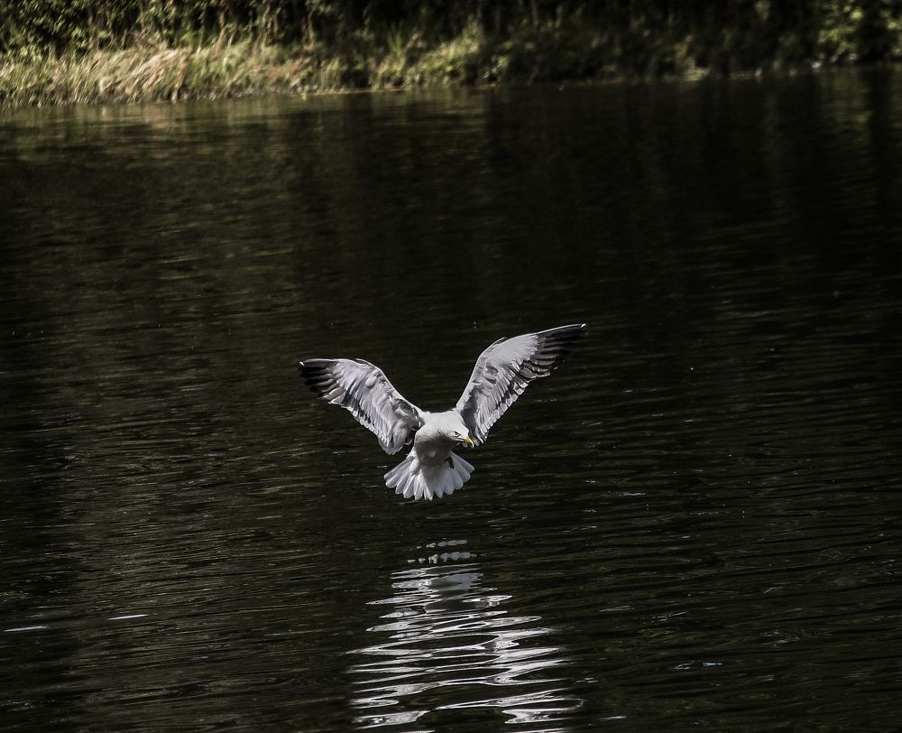 Photograph by Анастасия Псарёва