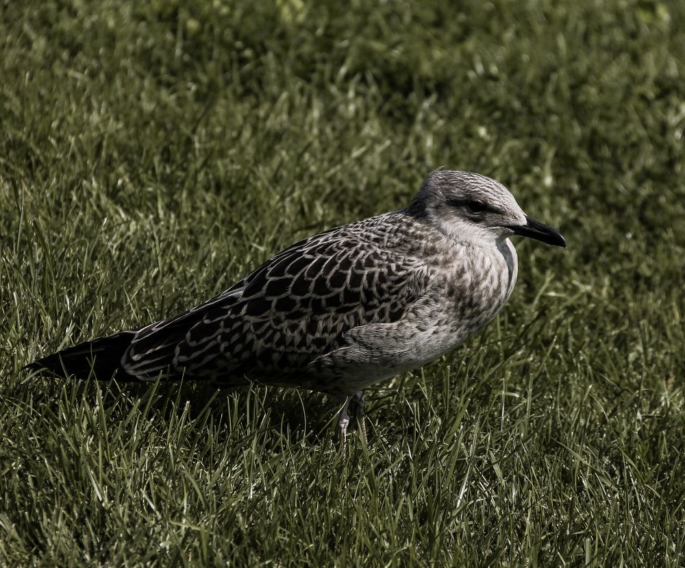 Photograph by Анастасия Псарёва