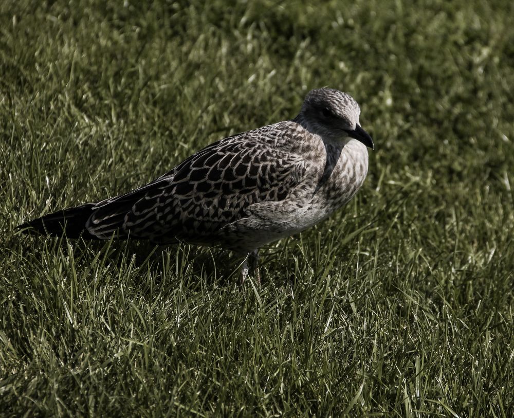 Photograph by Анастасия Псарёва