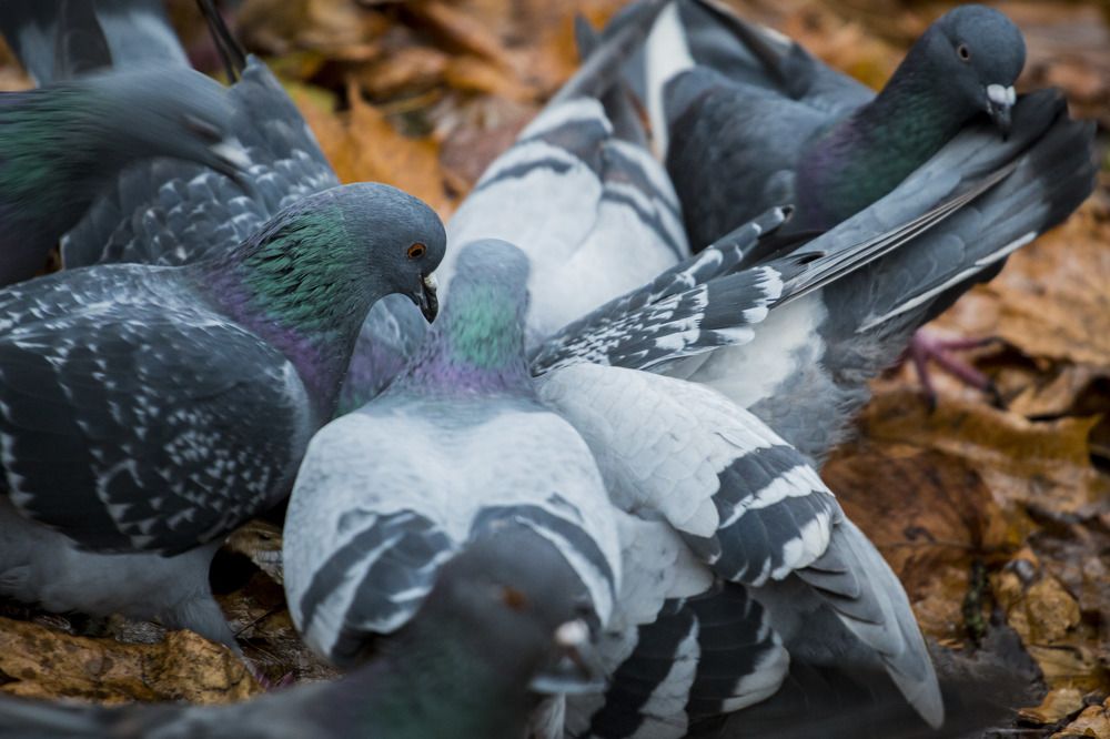 Photograph by Sergei Komlev