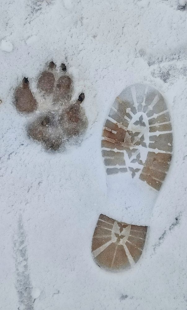 Фотография автора Анастасия Мамаева