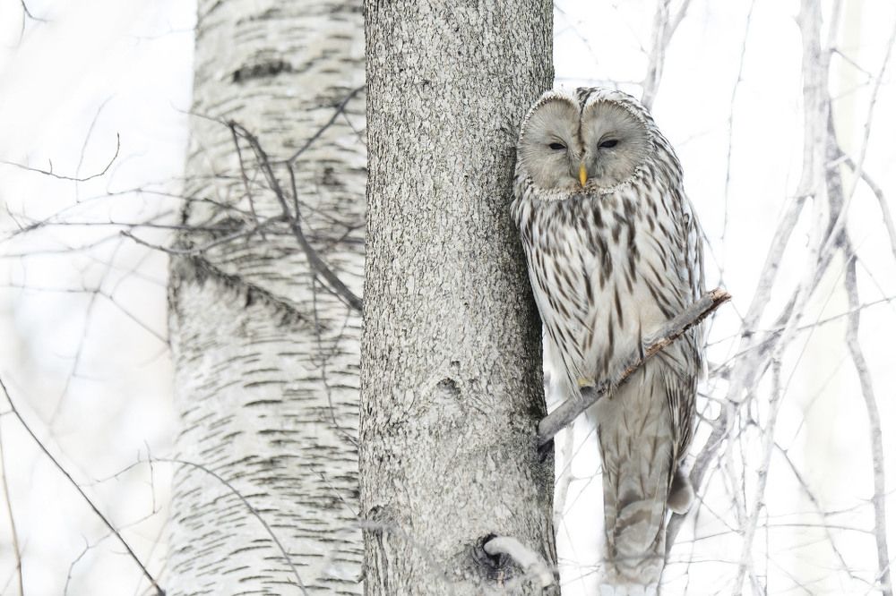 Фотография автора Tatyana Zorina