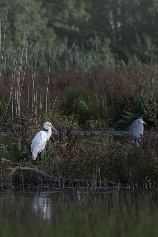 Фотография автора Tatyana Zorina