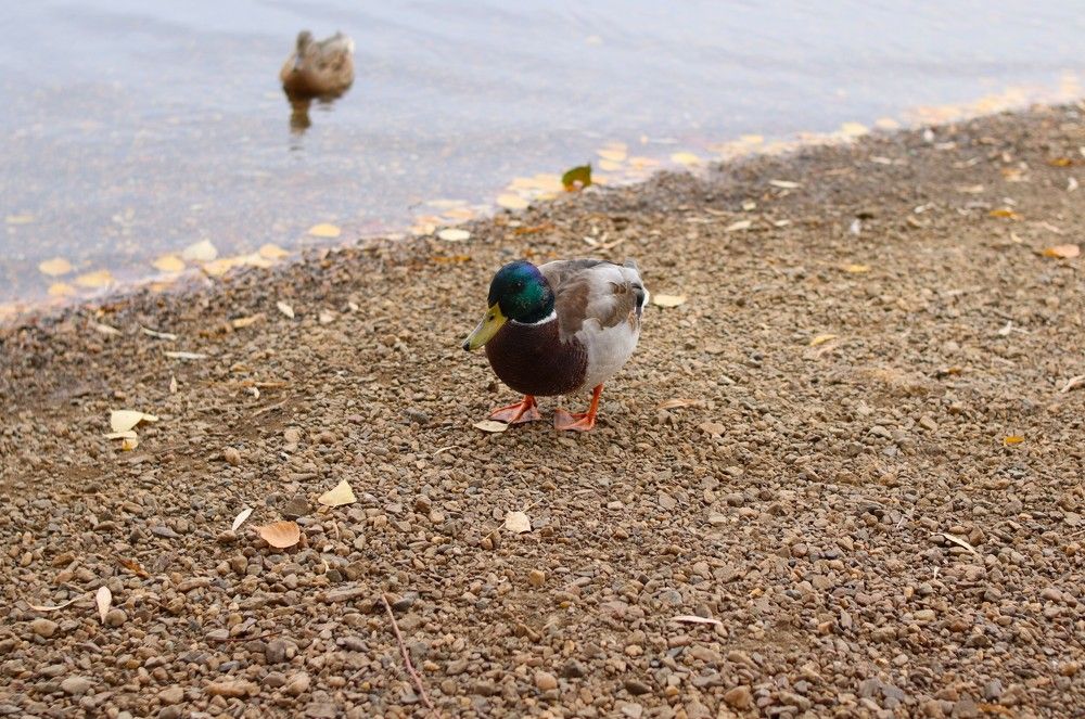Photograph by Алена Марченко