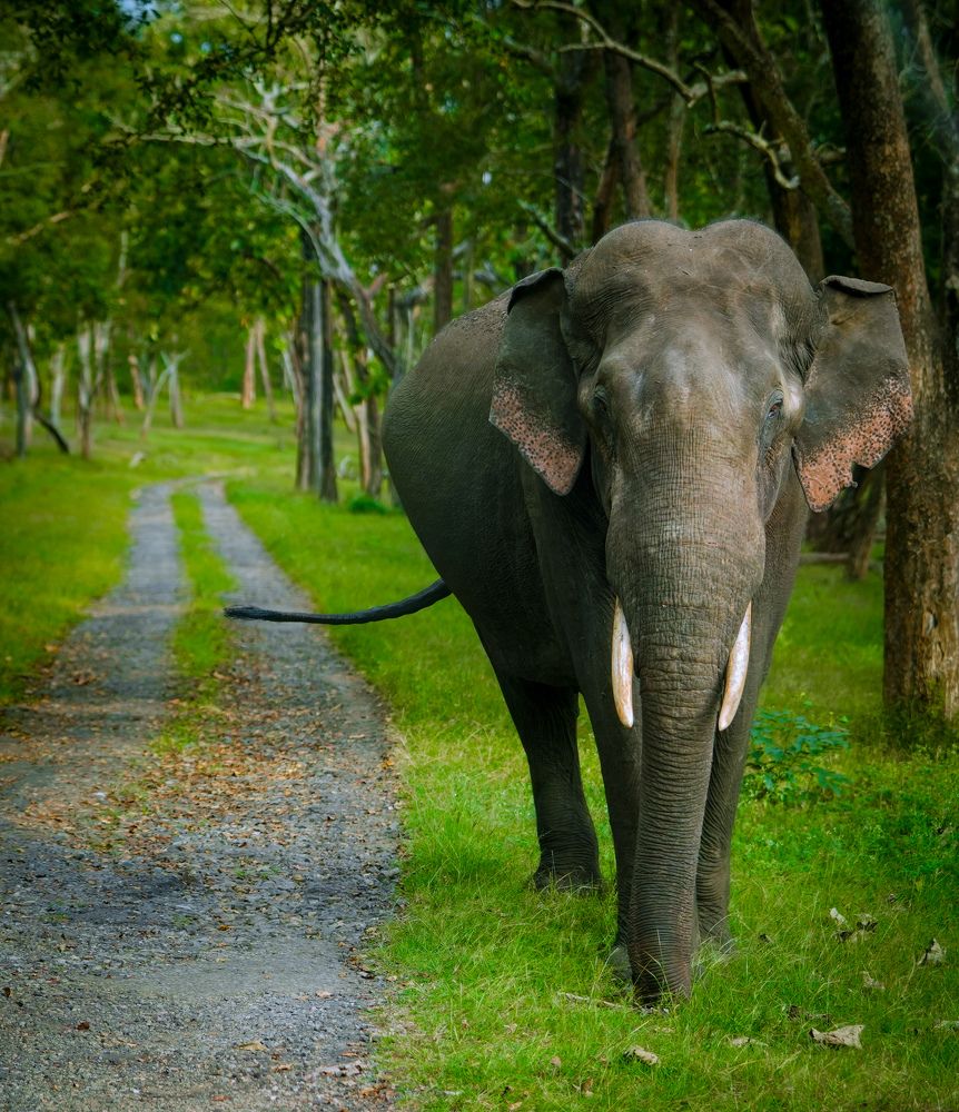 Photograph by SARAVANA MANICKAM