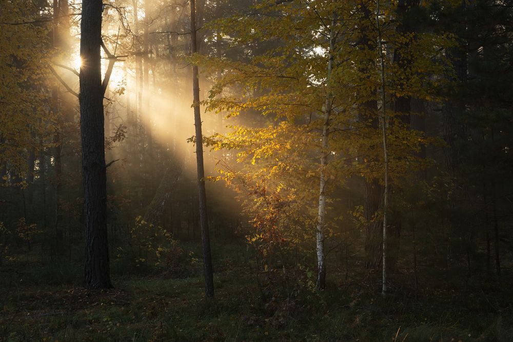 Свет осеннего утра