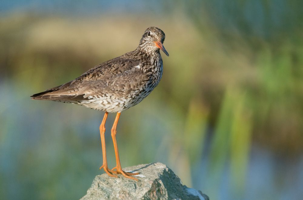 Фотография автора Татьяна Ливеровская