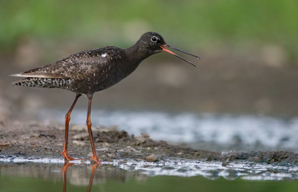 Фотография автора Татьяна Ливеровская