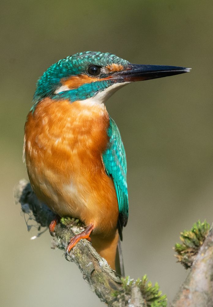 Фотография автора Татьяна Ливеровская