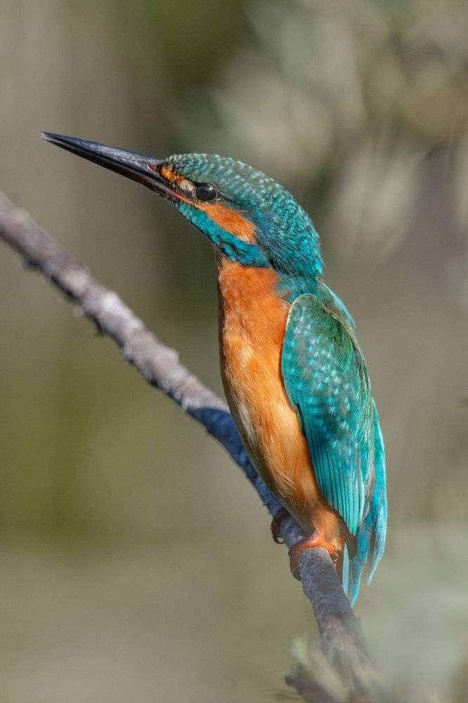 Фотография автора Татьяна Ливеровская