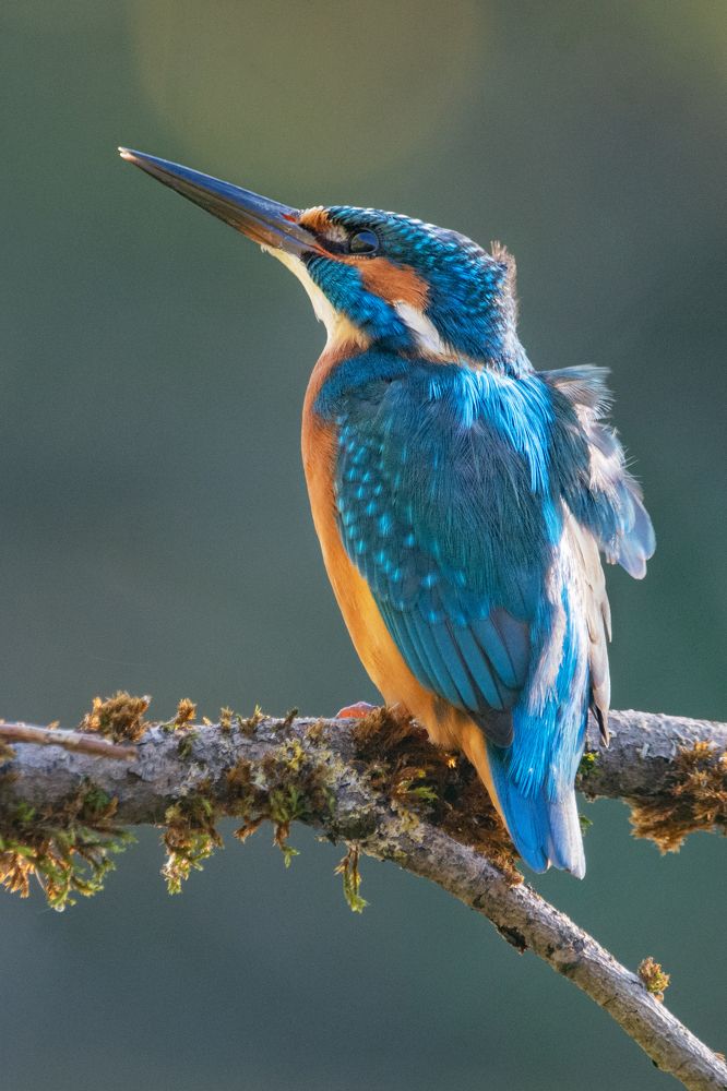 Фотография автора Татьяна Ливеровская