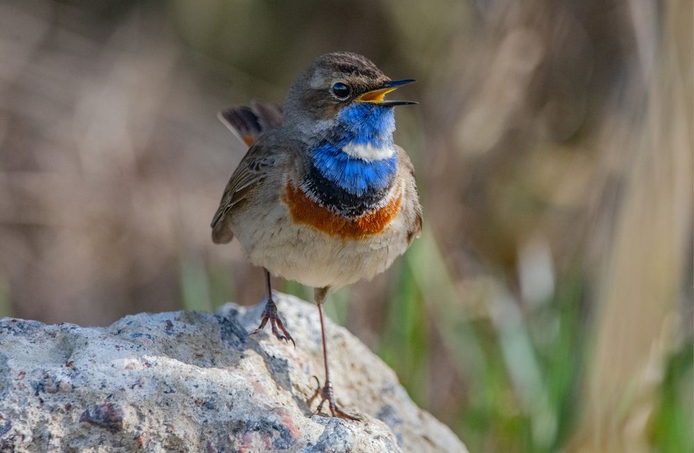Фотография автора Татьяна Ливеровская