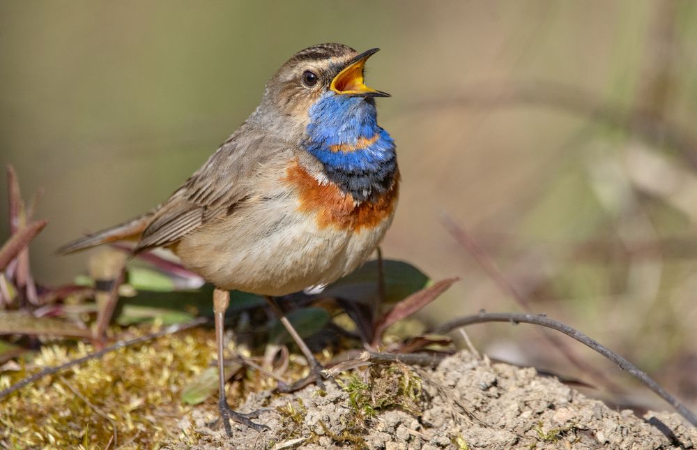 Фотография автора Татьяна Ливеровская