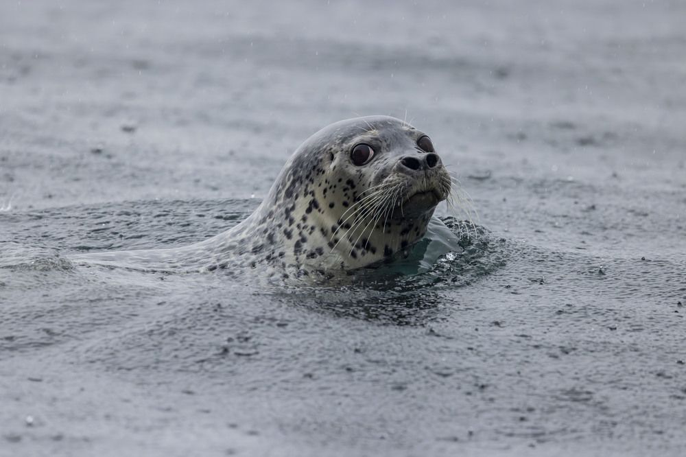 Photograph by Ольга Одаренко