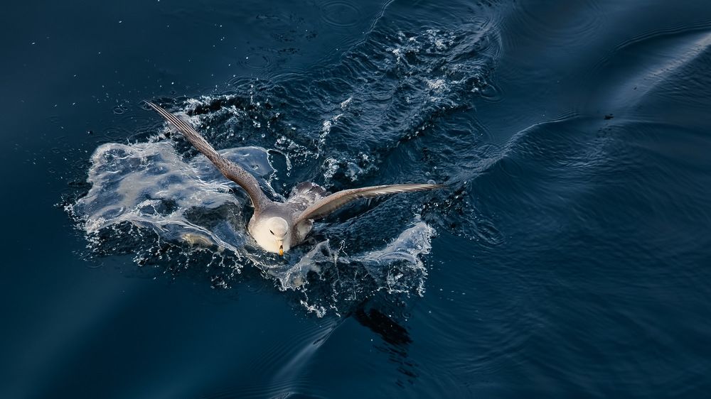 море, крылья, брызги..