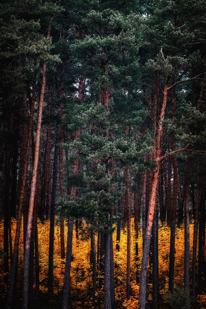 Фотография автора Гуринович Дмитрий