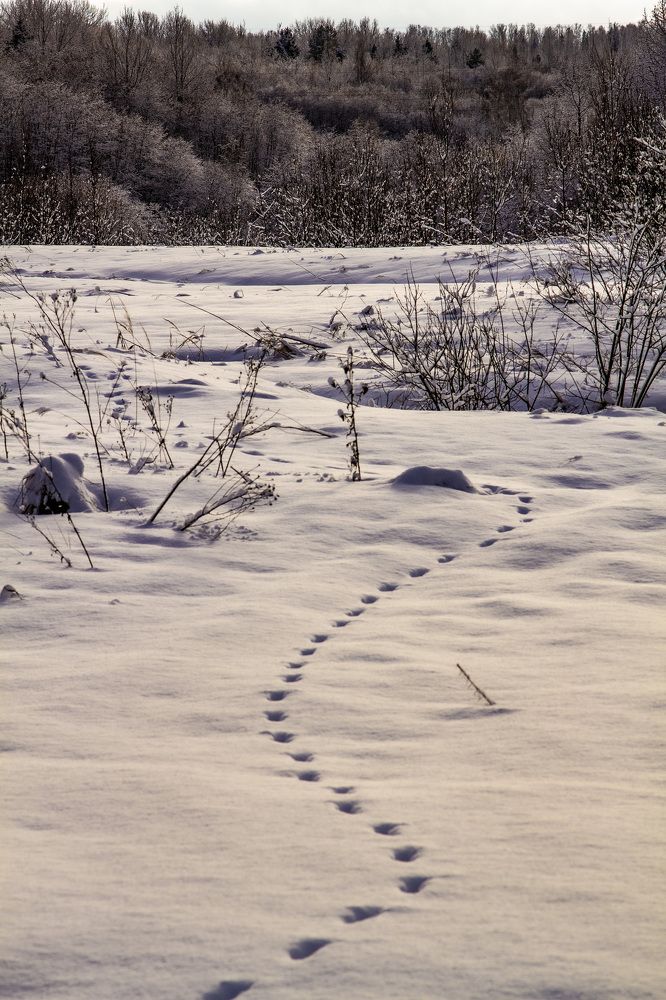 Photograph by Дмитрий Селицкий