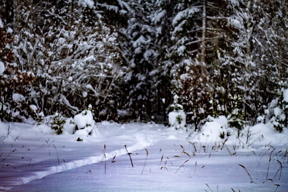 Photograph by Дмитрий Селицкий