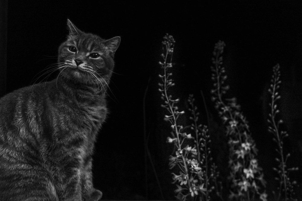 Photograph by Светлана Пузикова