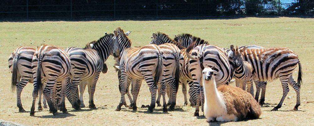 В чужой семье.