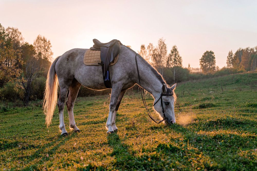 Фотография автора Екатерина Полякова