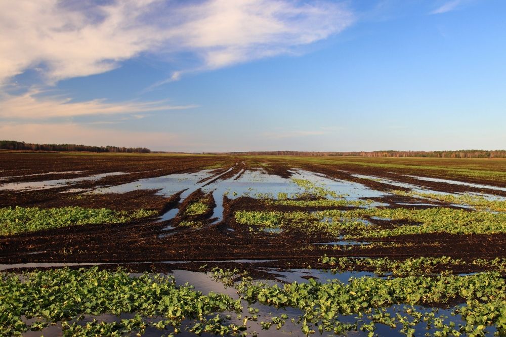 Фотография автора Наталья Боярина