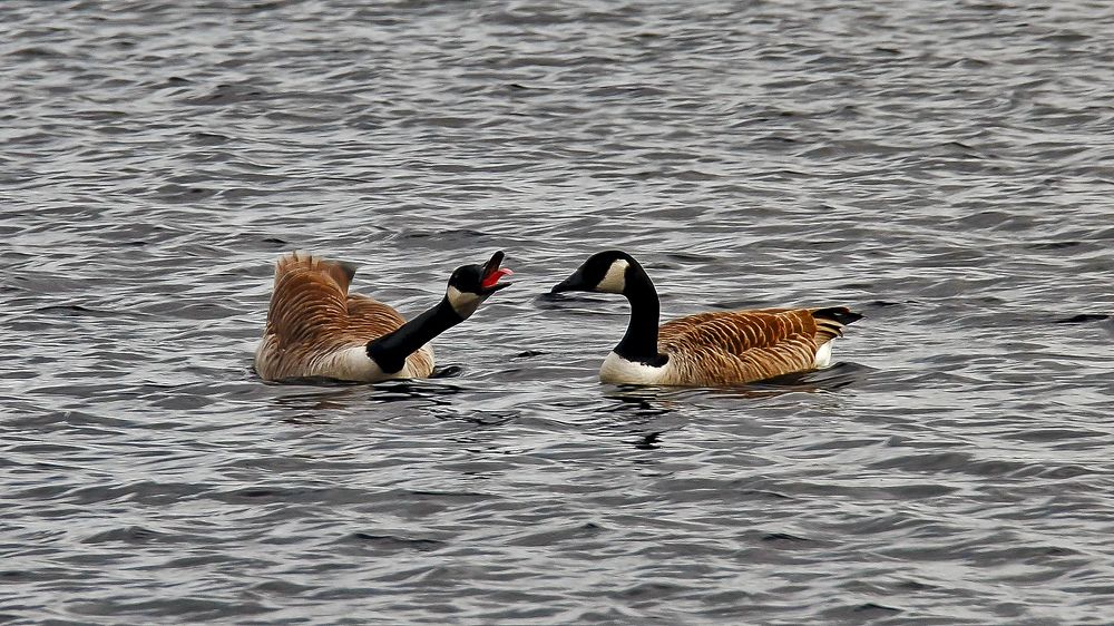 Всё, как у людей