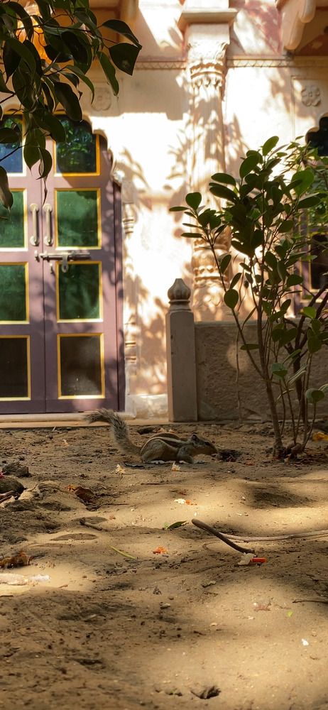 Chipmunk / бурундук